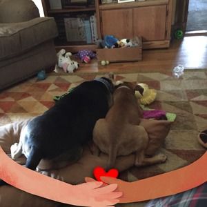 Meet your Posher, Robin